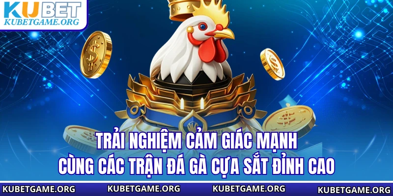 Trải nghiệm cảm giác mạnh cùng các trận đá gà cựa sắt đỉnh cao
